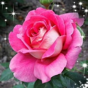 Meet your Posher, Melba s